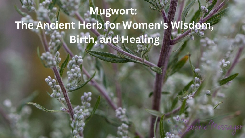 blog featured illustration: mugwort the ancient herb for women's wisdom, birth and healing- 2024-07-25T131006.110